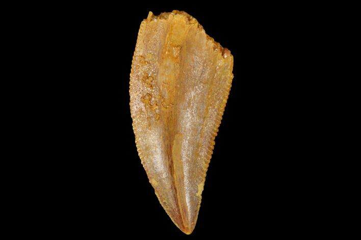 Serrated, Raptor Tooth - Real Dinosaur Tooth #173574